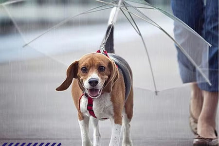 2022 New Pet Umbrella Leash Rainproof Snowproof Dog Umbrella Leash for Small Dogs Adjustable Doggy Umbrella